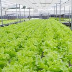 Optimstim Datasheet&hellip;