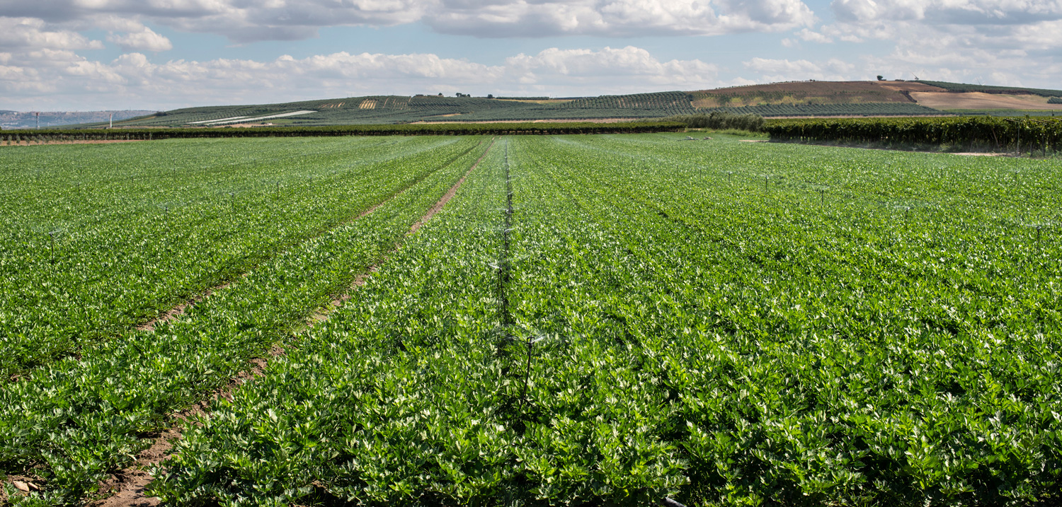 OptimaStim Labels (English)