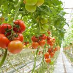 OptimaStim: Smarter&hellip;